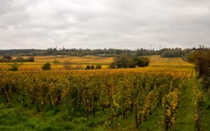 Jakobsweg Dijon Blick in die ersten Weinberge