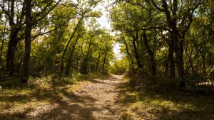Jakobsweg Cahors Lascabanes Weg durch den Wald