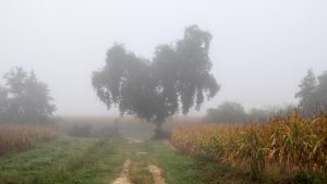 Jakobsweg Manciet Dubarry Baum mit Mais im Nebel
