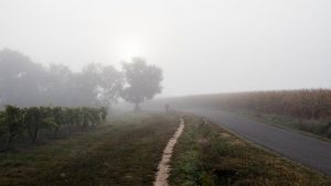 Jakobsweg Manciet Dubarry Weg im Nebel