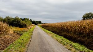 Jakobsweg Miramont Sensacq Weg durch Maisfelder