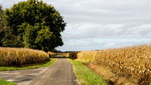 Jakobsweg Miramont Sensacq Weg mit Bäumen durch Maisfelder
