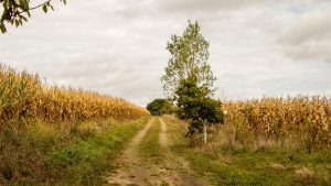 Jakobsweg Sensacq Weg durch Maisfelder
